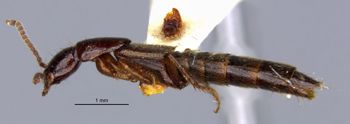 Media type: image;   Entomology 305327 Aspect: habitus lateral view